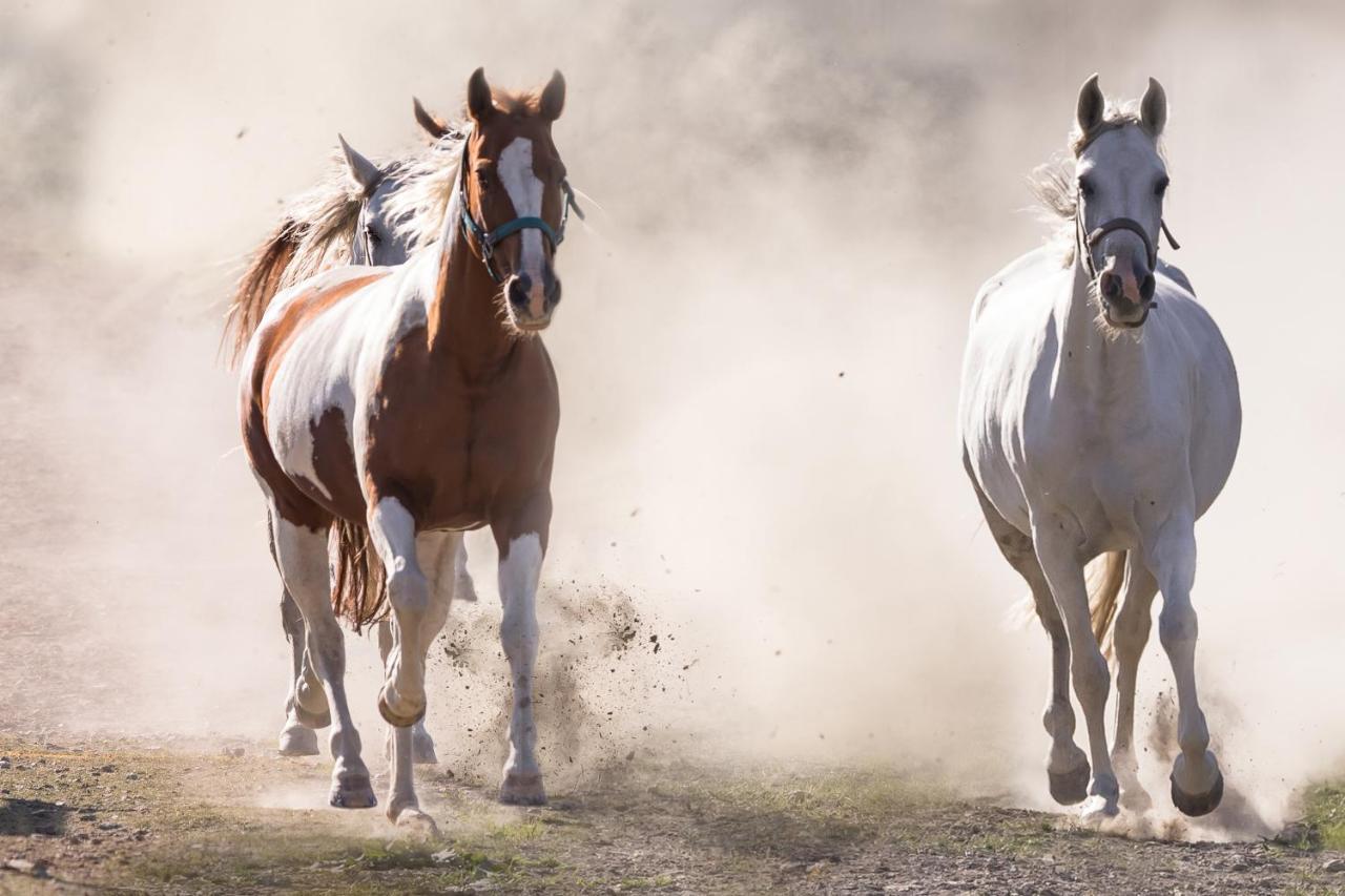 Ranchhouse Smoker- Westernstable - Horse Elterlein Exteriér fotografie