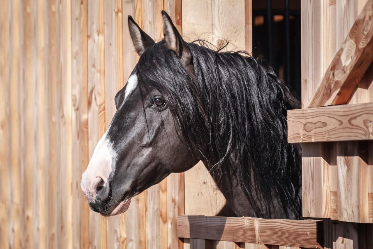Ranchhouse Smoker- Westernstable - Horse Elterlein Exteriér fotografie